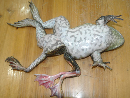 seven-legged-frog1.png