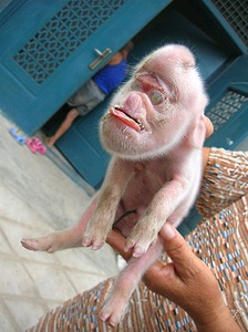 monkey pig