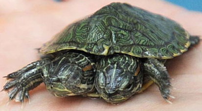 Two Headed Turtle