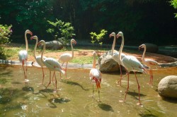 Flamingoes in Shanghai Zoo