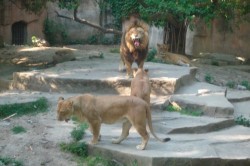 Lions in Shanghai Zoo