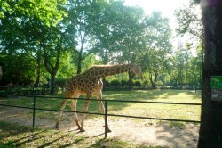 A giraffe in Shanghai Zoo