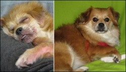 A before and after photo of a JAR rescued pup