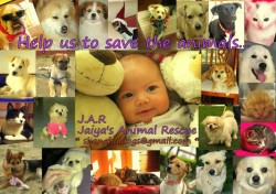 Jaiya surrounded by animals that have been rescued in her name.