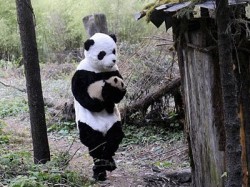 Where's that panda taking our baby? And how can it walk like that?