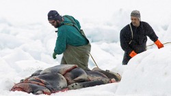 Seal hunters in Canada